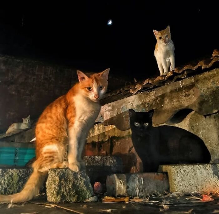 Wait, They Actually Ranked That?! 24 Street Cats From India That Will Totally Charm Your Socks Off