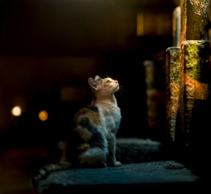 Wait, They Actually Ranked That?! 24 Street Cats From India That Will Totally Charm Your Socks Off