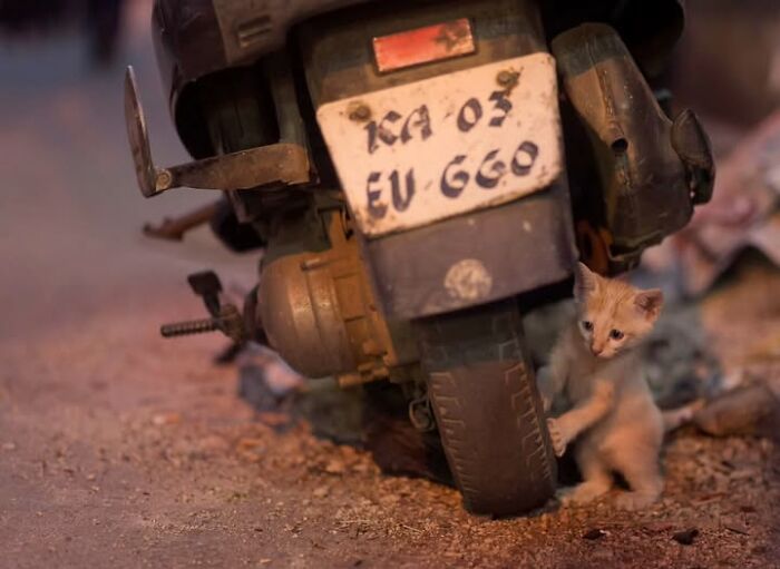 Wait, They Actually Ranked That?! 24 Street Cats From India That Will Totally Charm Your Socks Off