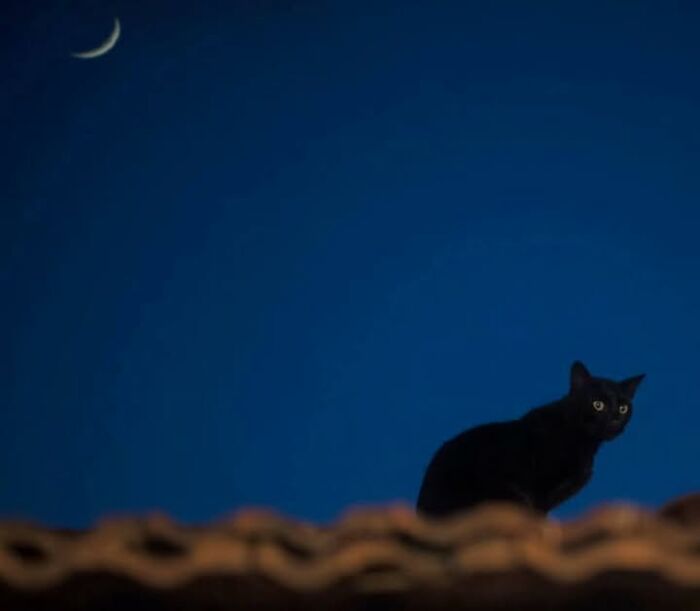 Wait, They Actually Ranked That?! 24 Street Cats From India That Will Totally Charm Your Socks Off