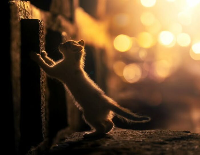 Wait, They Actually Ranked That?! 24 Street Cats From India That Will Totally Charm Your Socks Off