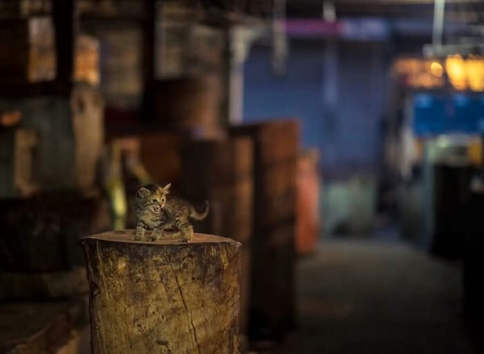 Wait, They Actually Ranked That?! 24 Street Cats From India That Will Totally Charm Your Socks Off