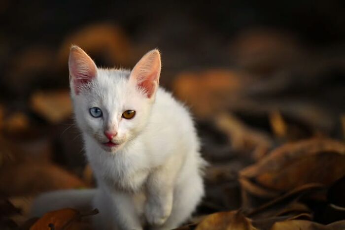 Wait, They Actually Ranked That?! 24 Street Cats From India That Will Totally Charm Your Socks Off