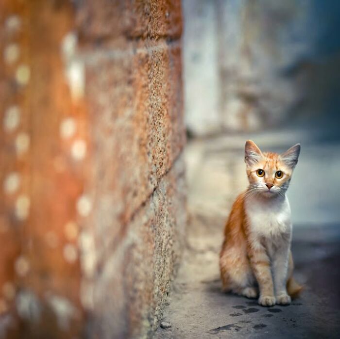 Wait, They Actually Ranked That?! 24 Street Cats From India That Will Totally Charm Your Socks Off