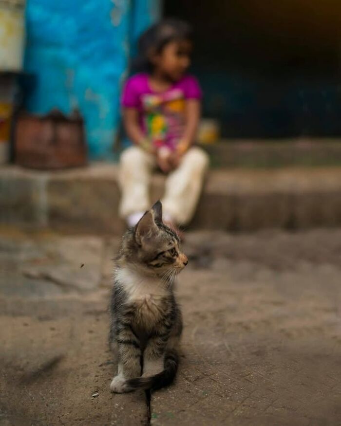 Wait, They Actually Ranked That?! 24 Street Cats From India That Will Totally Charm Your Socks Off