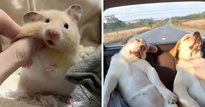 Wait Till You See These 25 Animals Turning Everyday Into Comedy Gold