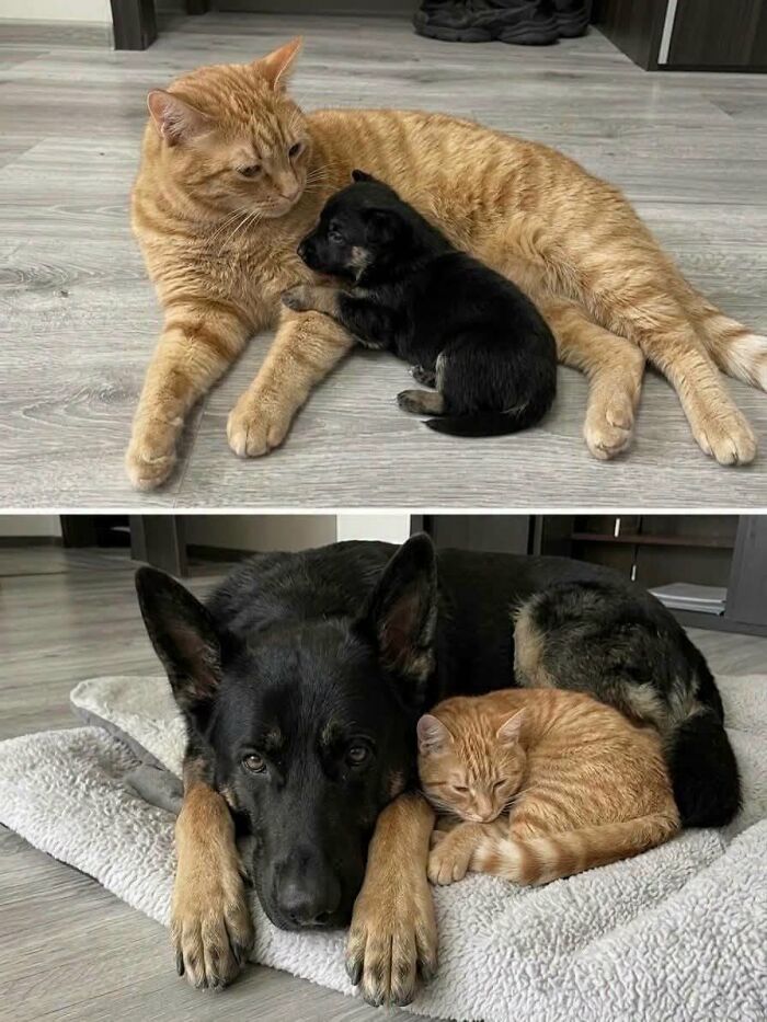 Wait Till You See These 25 Animals Turning Everyday Into Comedy Gold