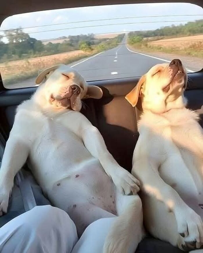 Wait Till You See These 25 Animals Turning Everyday Into Comedy Gold