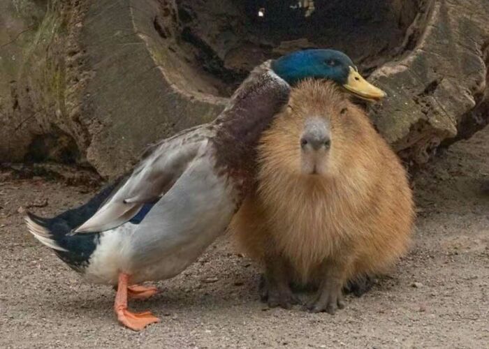 Wait Till You See These 25 Animals Turning Everyday Into Comedy Gold