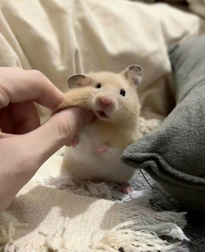 Wait Till You See These 25 Animals Turning Everyday Into Comedy Gold