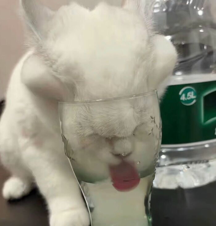 Wait Till You See These 25 Animals Turning Everyday Into Comedy Gold