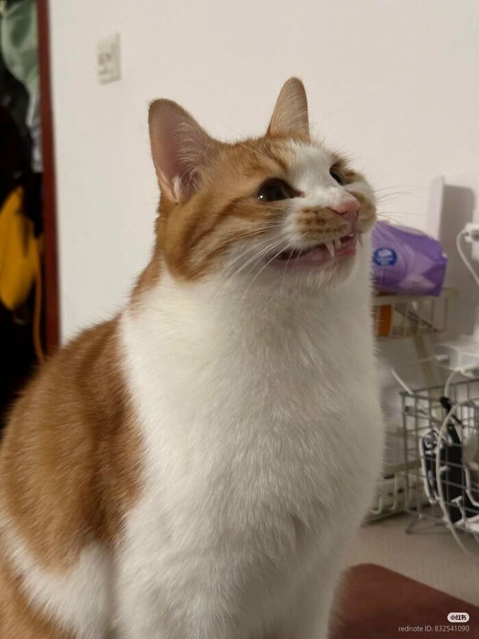 Wait Till You See These 25 Animals Turning Everyday Into Comedy Gold