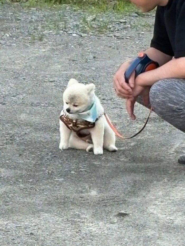 Wait Till You See These 25 Animals Turning Everyday Into Comedy Gold