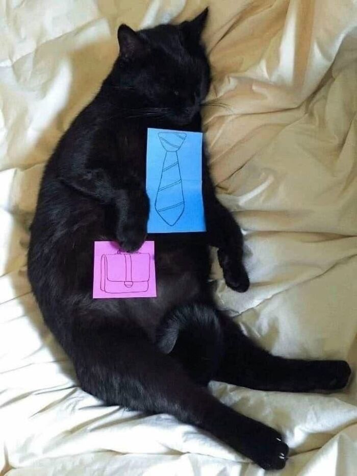 Wait Till You See These 25 Animals Turning Everyday Into Comedy Gold