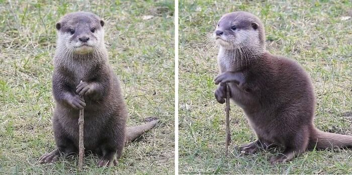 Wait Till You See These 25 Animals Turning Everyday Into Comedy Gold