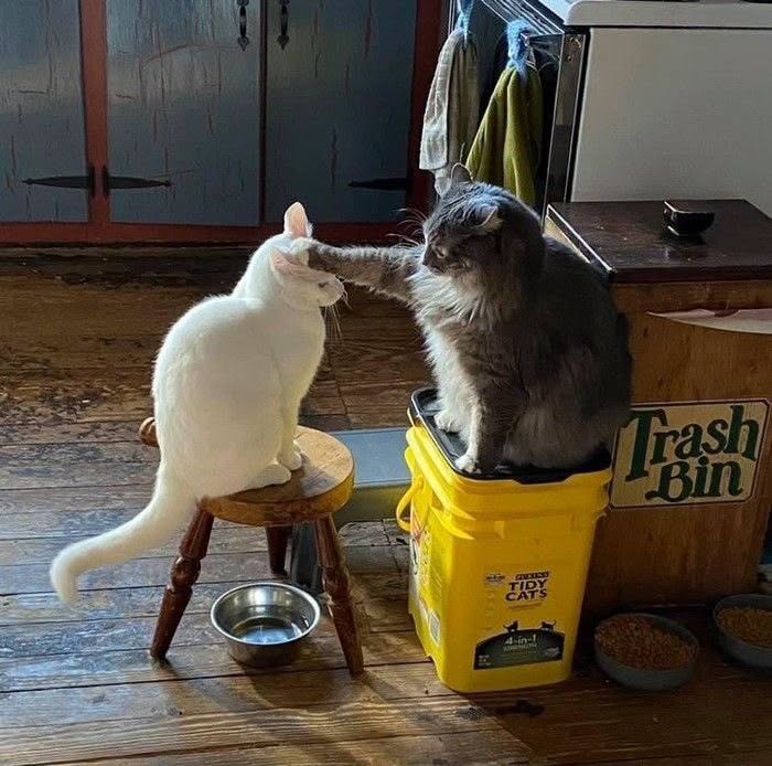 Wait Till You See These 25 Animals Turning Everyday Into Comedy Gold