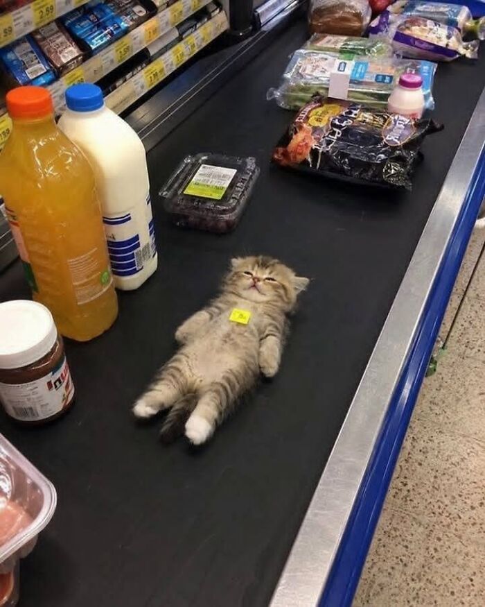 Wait Till You See These 25 Animals Turning Everyday Into Comedy Gold