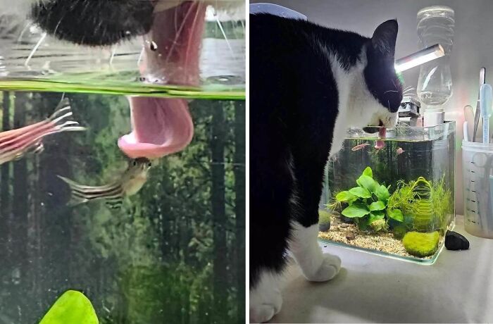 Wait Till You See These 25 Animals Turning Everyday Into Comedy Gold