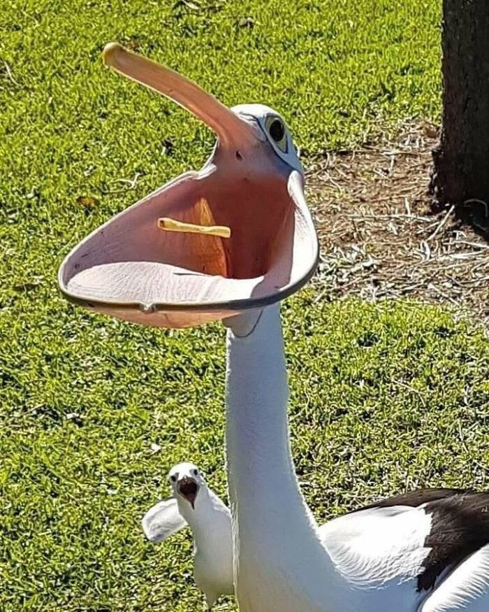 Wait Till You See These 25 Animals Turning Everyday Into Comedy Gold