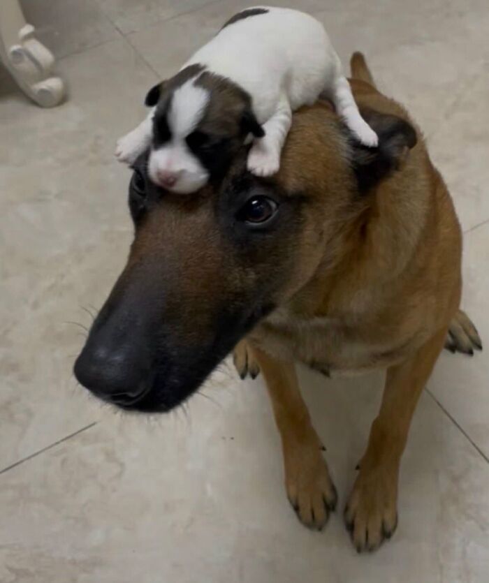 Wait Till You See These 25 Animals Turning Everyday Into Comedy Gold