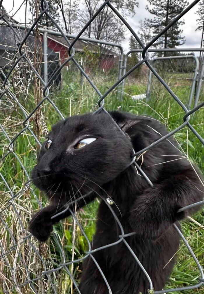 Wait Till You See These 25 Animals Turning Everyday Into Comedy Gold