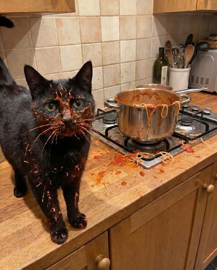 Wait Till You See These 25 Animals Turning Everyday Into Comedy Gold