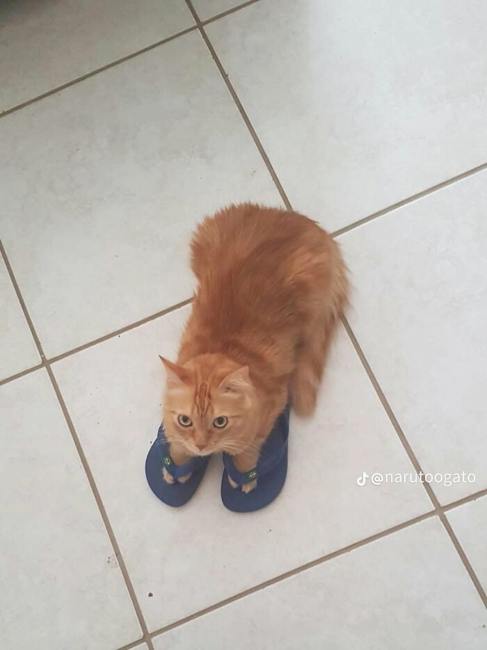 Wait Till You See These 25 Animals Turning Everyday Into Comedy Gold