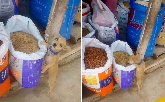 Wait Till You See These 25 Animals Turning Everyday Into Comedy Gold