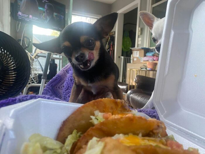 Wait Till You See These 25 Animals Turning Everyday Into Comedy Gold