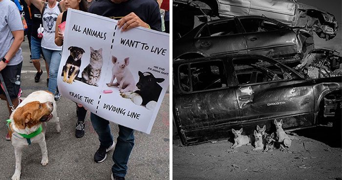 40 Street Photos That Totally Surprise You Around Every Corner