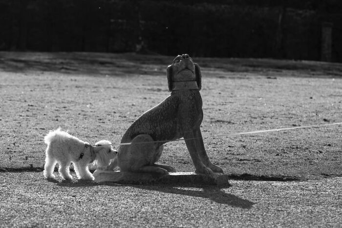 40 Street Photos That Totally Surprise You Around Every Corner