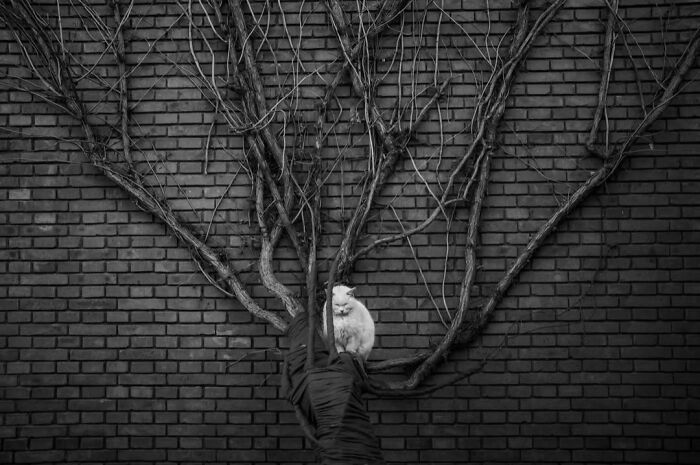 40 Street Photos That Totally Surprise You Around Every Corner