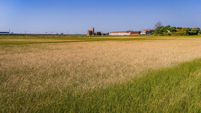 Italy’s Rice Fields Are Toasting and Turning Brown