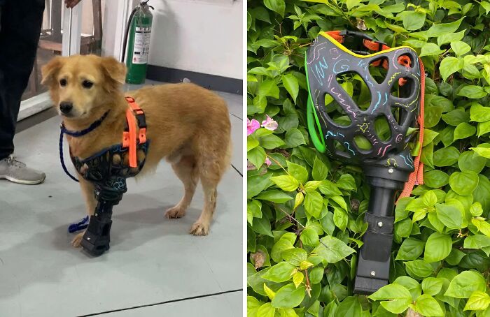 Calling All Industrial Designers! Someone’s Making 3D Printed Legs For Tripod Dogs