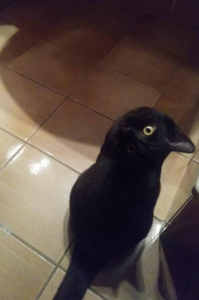 Crow’s Bathroom Break: Unwelcome Guest Alert