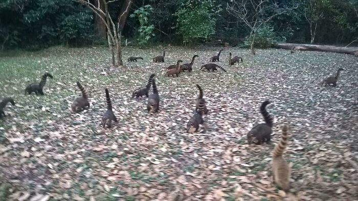 Jurassic Park Called—They Want Their Dinosaurs Back