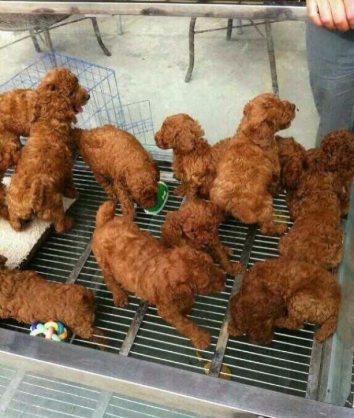 Fried Chicken or Just Fluffy Doggos?