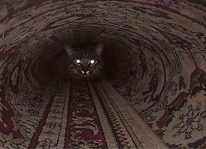 Wait, They Actually Ranked These Wild Optical Illusions?!