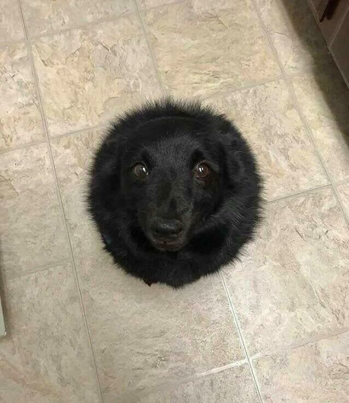 Wait, They Actually Ranked These Wild Optical Illusions?!