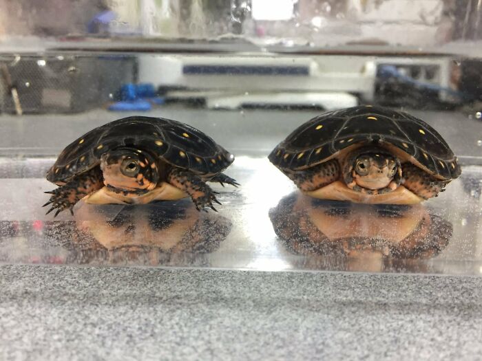 Wait, They Actually Ranked These Wild Optical Illusions?!