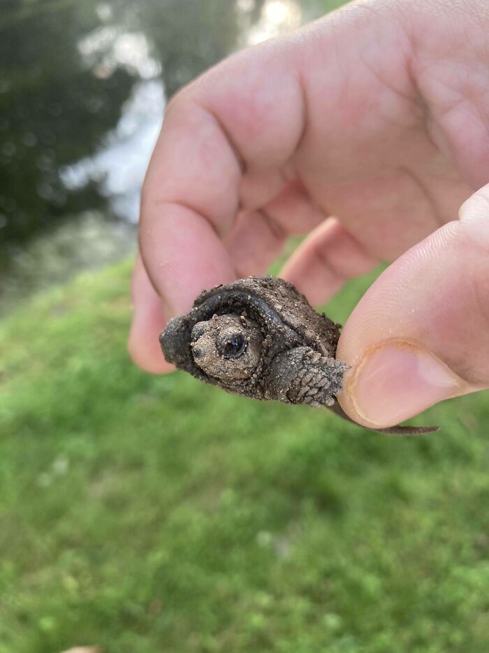 We Found Tiny Baby Ducks Wandering Into Danger—Rescue Mission Successful!
