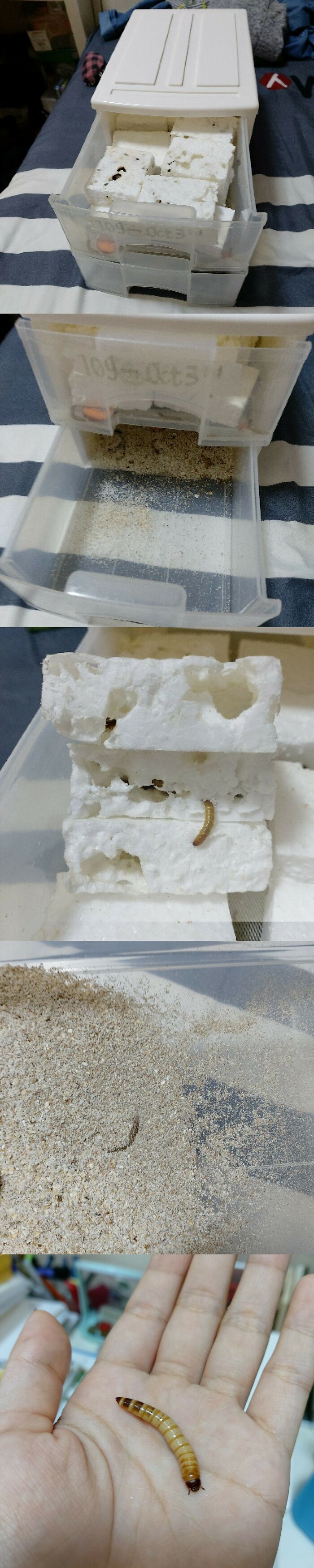 Superworms, Mealworms, And Styrofoam... Oh My! Science Saves The Day