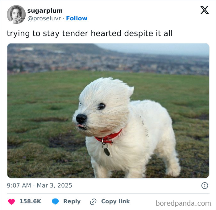 Wait, They Actually Ranked These Hilarious Serotonin Memes?