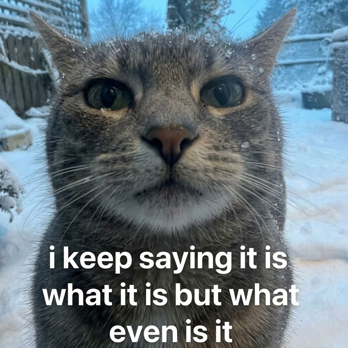Wait, They Actually Ranked These Hilarious Serotonin Memes?