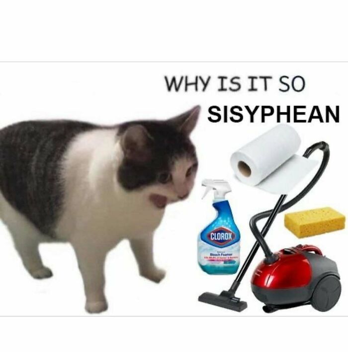 Wait, They Actually Ranked These Hilarious Serotonin Memes?