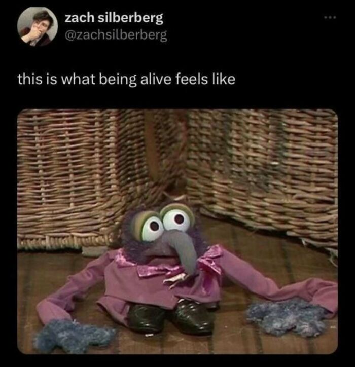 Wait, They Actually Ranked These Hilarious Serotonin Memes?