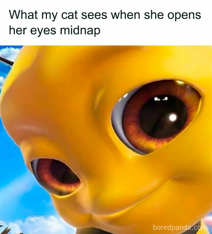 Wait, They Actually Ranked These Hilarious Serotonin Memes?