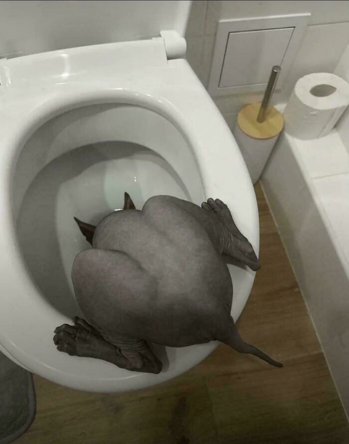 This Animal Just Took Cursed to a Whole New Level