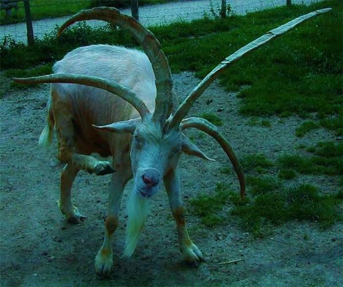 Wait, They Actually Ranked These Wickedly Weird Cursed Pics?