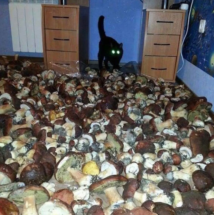 Wait, They Actually Ranked These Wickedly Weird Cursed Pics?